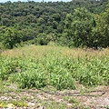 IMG_7916.jpg