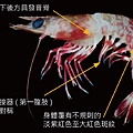 鬚赤蝦 農業部網站.jpg