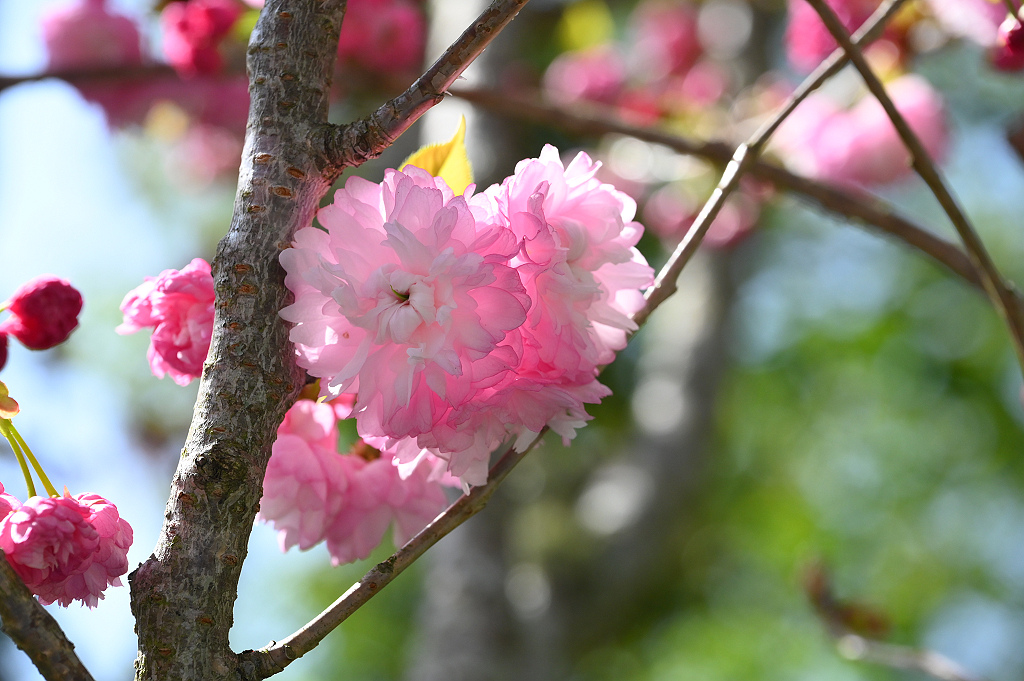 武陵 牡丹櫻 DSC_1146_0.jpg 武陵 牡丹櫻 DSC_1146_0.jpg