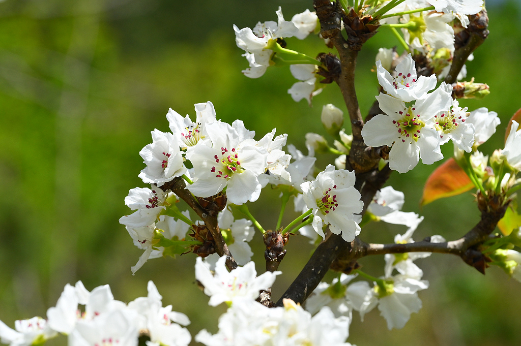 武陵 梨花 DSC_1172_0.jpg 武陵 梨花 DSC_1172_0.jpg
