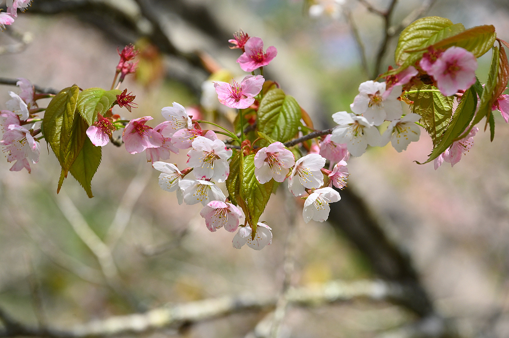 武陵 太平山櫻 DSC_1187_0.jpg 武陵 太平山櫻 DSC_1187_0.jpg