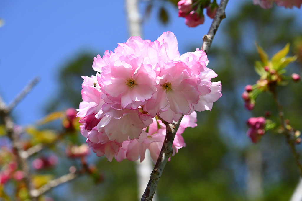 武陵 花笠櫻 DSC_1154_0.jpg 武陵 花笠櫻 DSC_1154_0.jpg