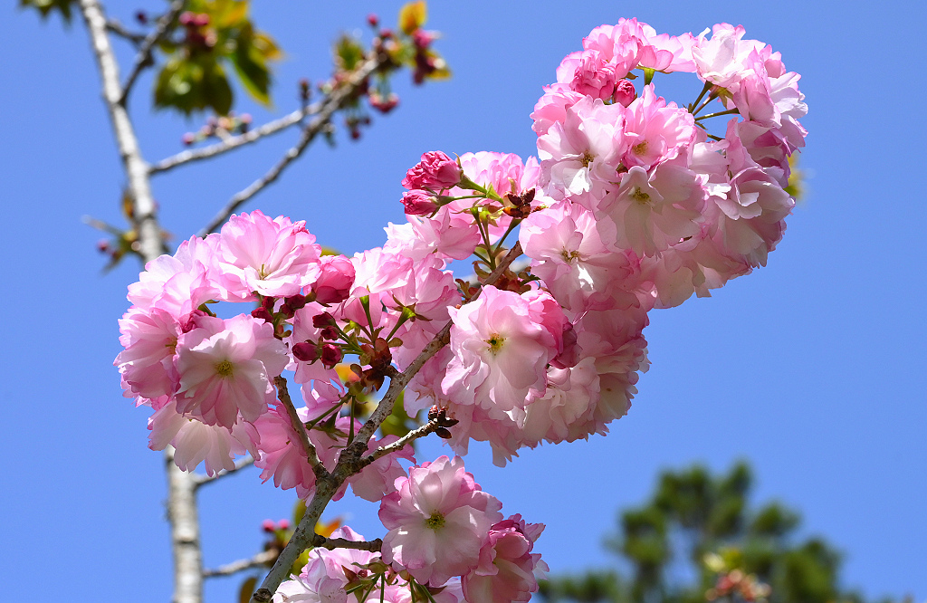 武陵 花笠櫻 DSC_1153.jpg 武陵 花笠櫻 DSC_1153.jpg