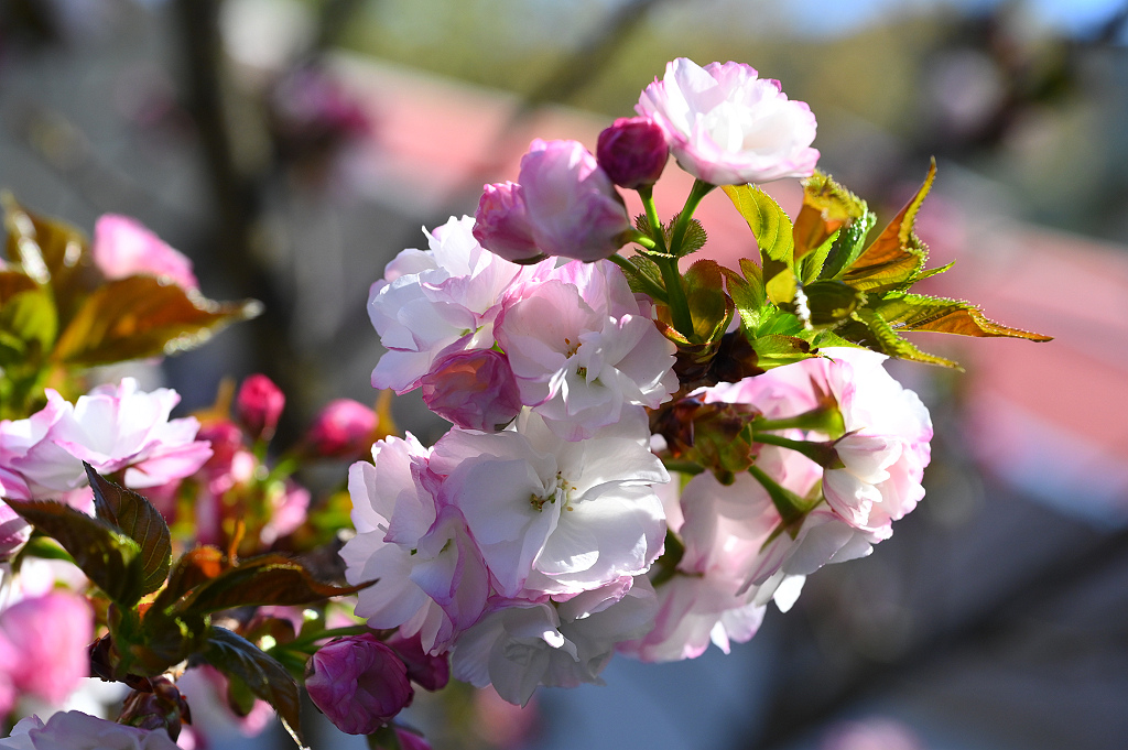 武陵 萬里香櫻 DSC_1130_0.jpg 武陵 萬里香櫻 DSC_1130_0.jpg