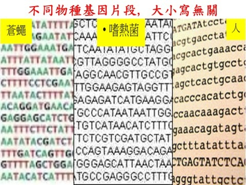 有神、無神，沒關係，可誰做了這事？你/它自己/演化嗎？