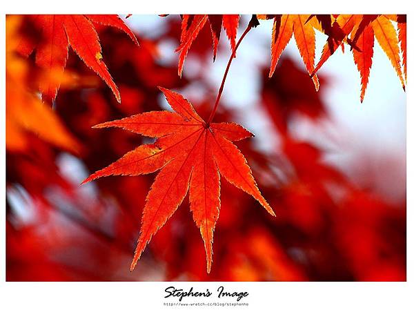 常寂光寺2013_04.JPG