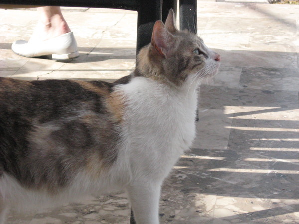 第一隻遇到的希臘貓