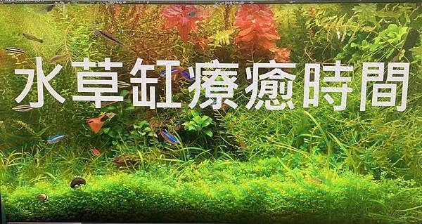 水草缸近況