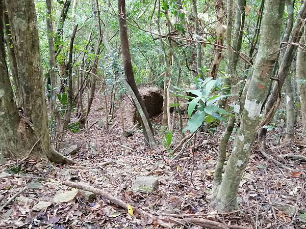 IMG_20201017_140442.jpg IMG_20201017_140442.jpg