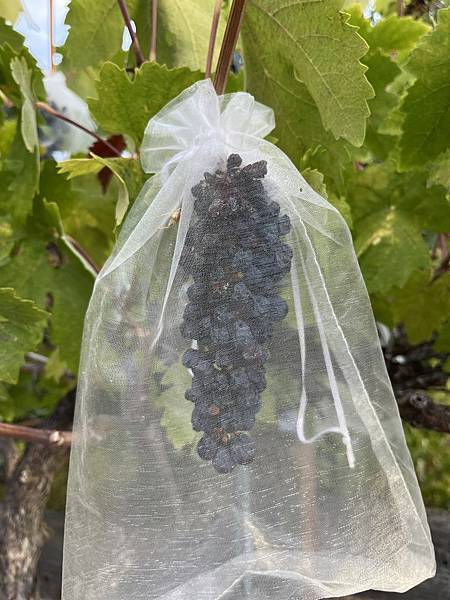 2025-10-9 gilroy outlet 一日遊（中餐