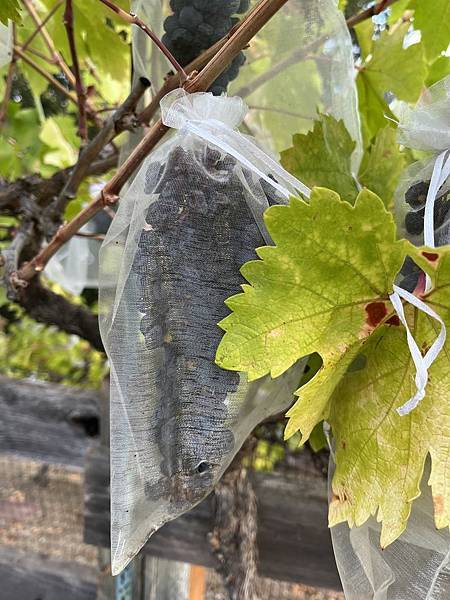 2025-10-9 gilroy outlet 一日遊（中餐