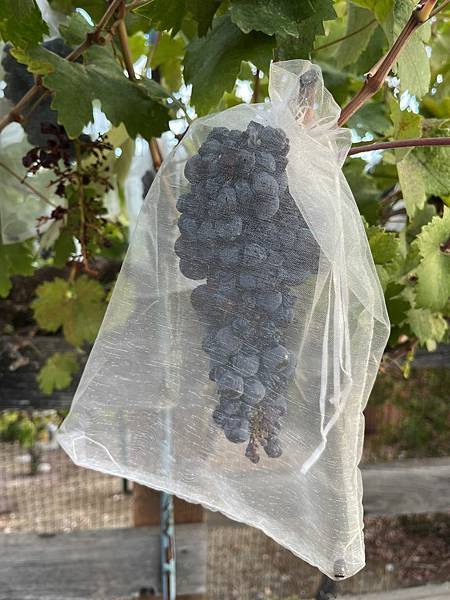 2025-10-9 gilroy outlet 一日遊（中餐