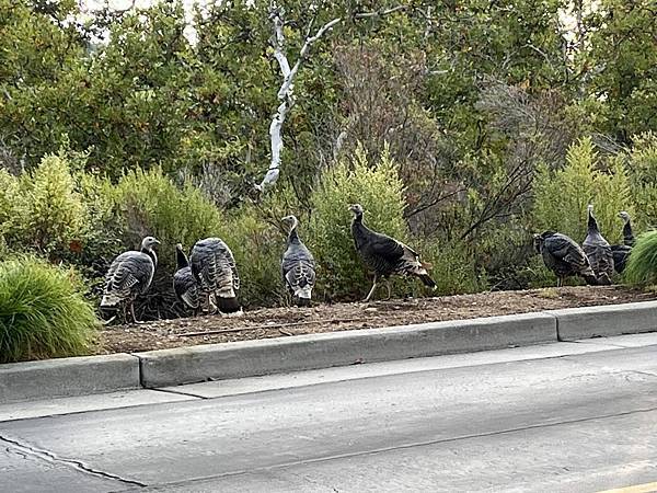 2025-10-9 gilroy outlet 一日遊（中餐