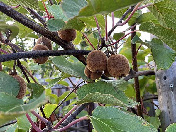 2025-10-9 gilroy outlet 一日遊（中餐