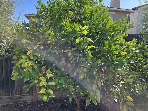 2025-10-9 gilroy outlet 一日遊（中餐