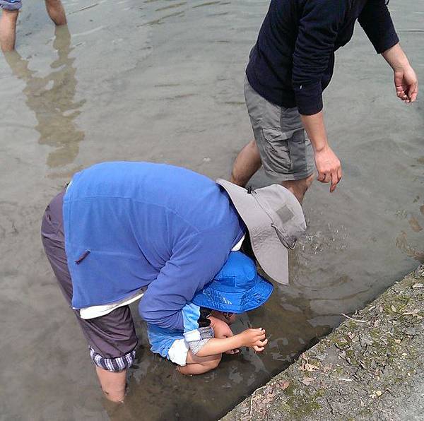 20160327_抓福壽螺 20160327_抓福壽螺