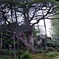 寶泉院　京都三大松之一　五葉松