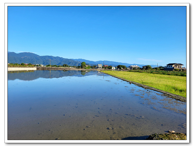 安農溪落羽松，視野廣闊風景宜人