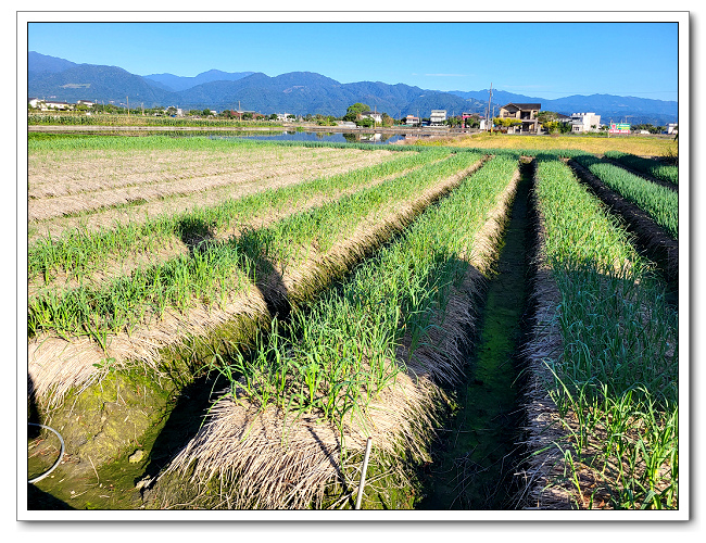 安農溪落羽松，視野廣闊風景宜人