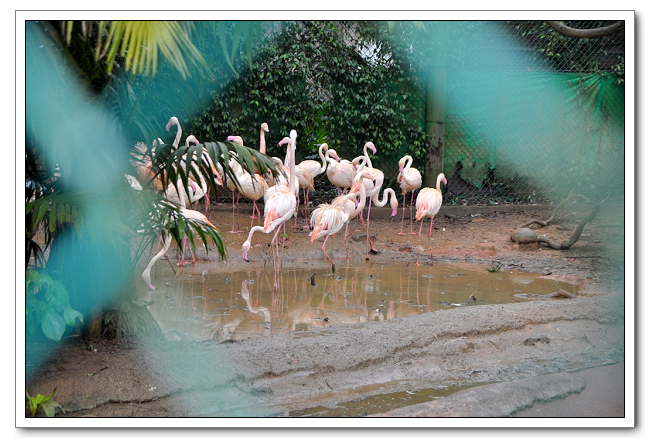 六福村主題樂園，野生動物園區