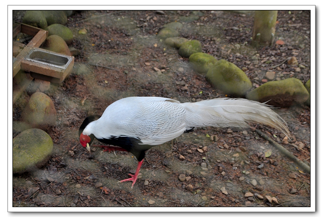 六福村主題樂園，野生動物園區