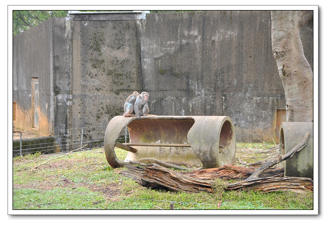 六福村主題樂園，野生動物園區