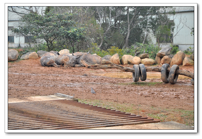 六福村主題樂園，野生動物園區