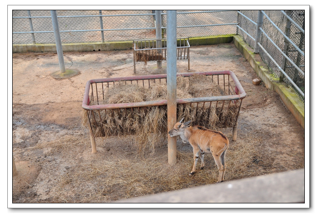 六福村主題樂園，野生動物園區