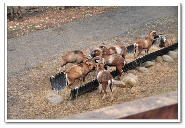 六福村主題樂園，野生動物園區