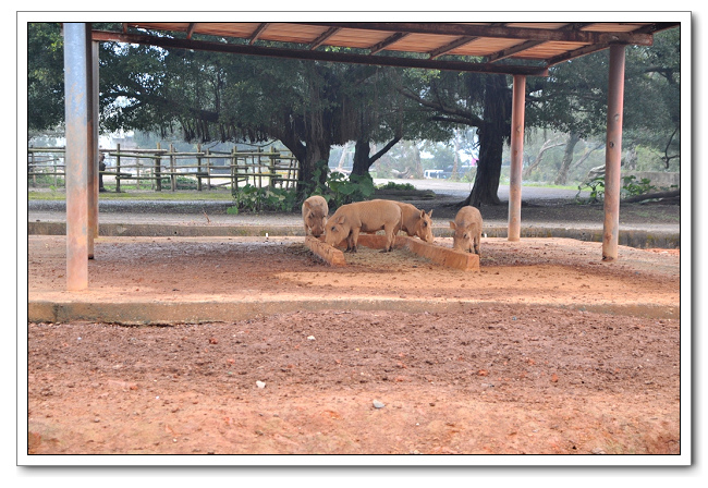 六福村主題樂園，野生動物園區