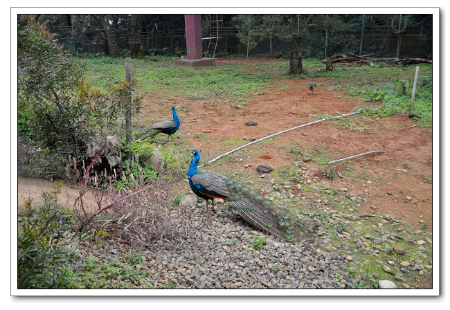 六福村主題樂園，野生動物園區