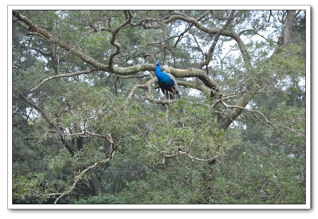 六福村主題樂園，野生動物園區