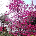 20110314 037.jpg