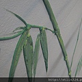 DSC07010.JPG