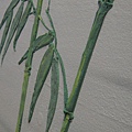 DSC07011.JPG