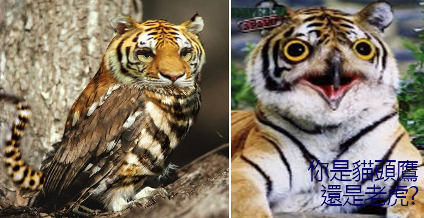 人格特質分析你是老虎,孔雀,無尾熊,貓頭鷹還是變色龍測驗? 性向測驗了解自我探索心理測驗問卷 (EMBA,課程,學費)1