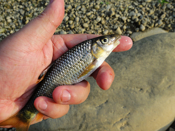 20130928 溪釣-05.JPG