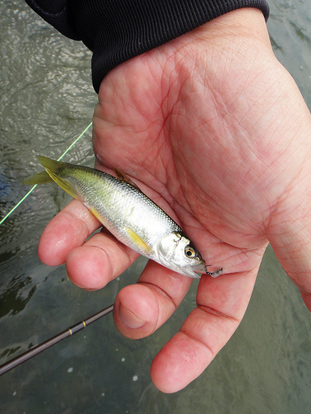 20140427 fly fishing 007.JPG