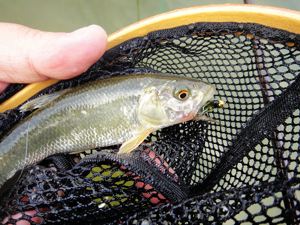 20150218 Fly fishing 004.JPG