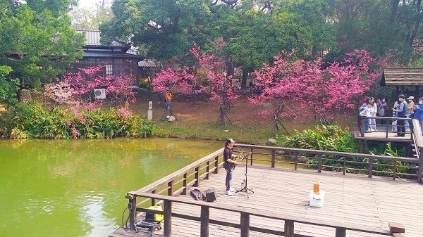 新竹公園櫻花 4.jpg