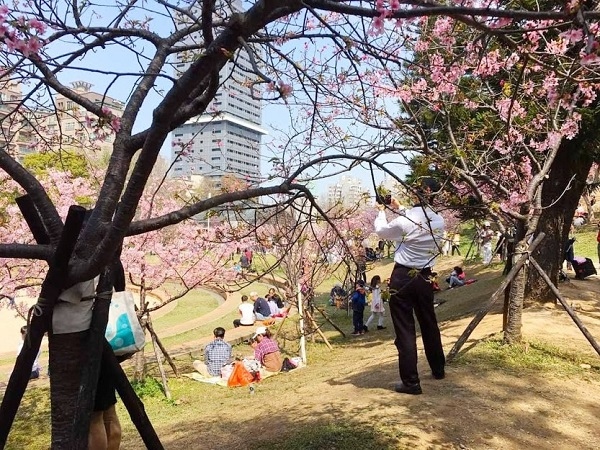 新竹公園櫻花 1.jpg