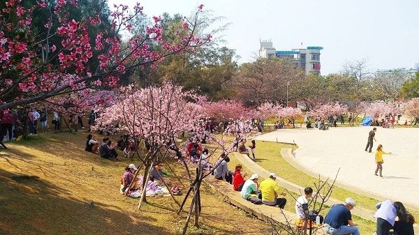 新竹公園櫻花 13.jpg