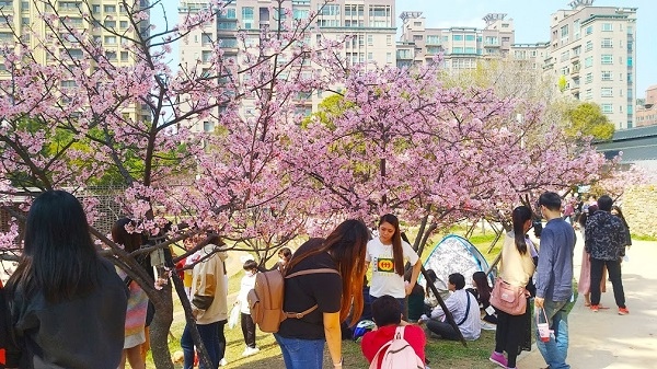 新竹公園櫻花 11.jpg