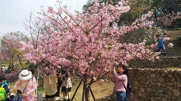 新竹公園櫻花 7.jpg