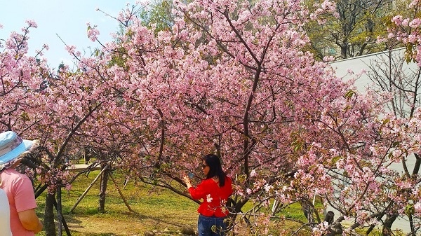 新竹公園櫻花 8.jpg