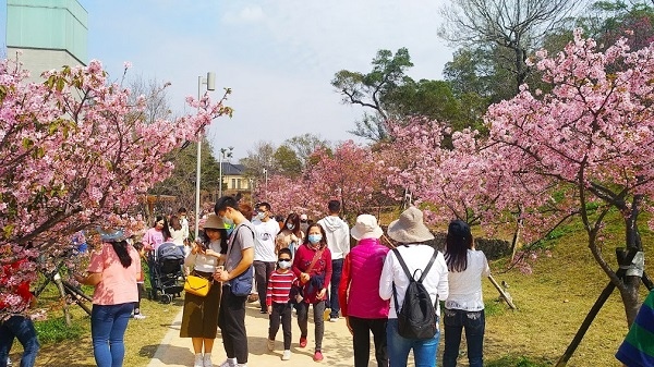 新竹公園櫻花 9.jpg