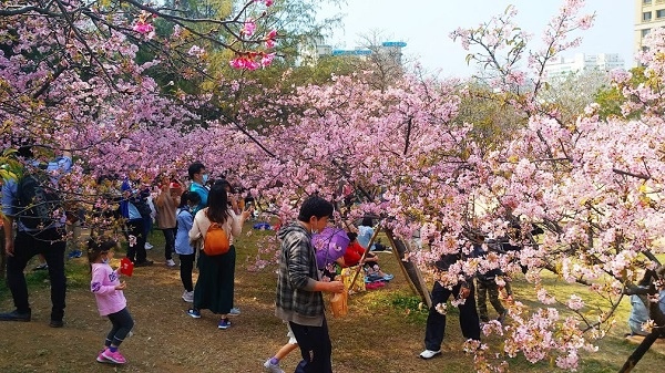 新竹公園櫻花 15.jpg