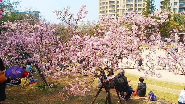 新竹公園櫻花 16.jpg