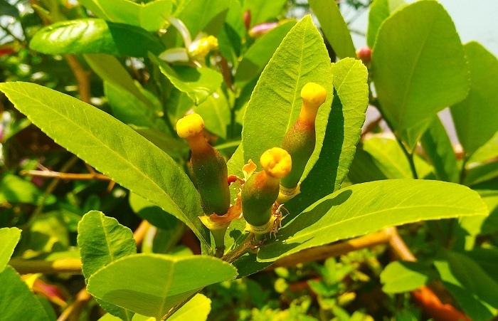 志工爺爺的開心小花園002.jpg