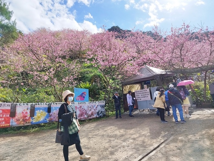 三峽大熊櫻花林001.jpg